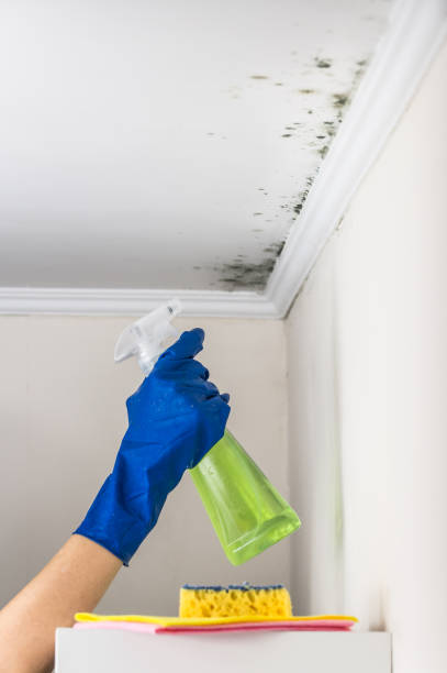 Professional Mold Removal in Copper Canyon, TX